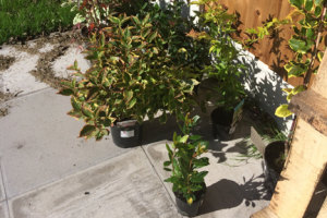 Plants